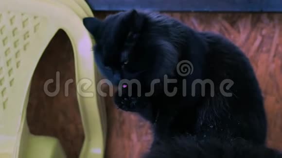 黑猫在户外洗澡视频的预览图