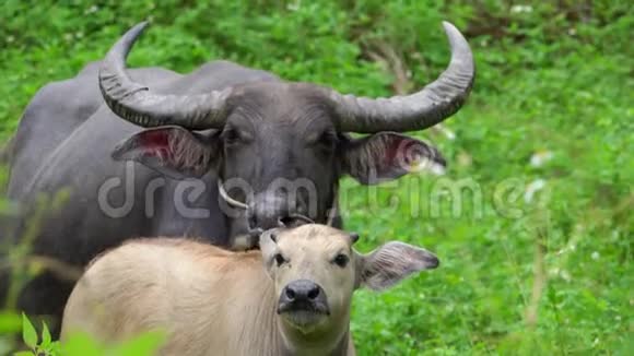 水牛巴巴利斯与小牛一起放牧牛母婴自然画像视频的预览图
