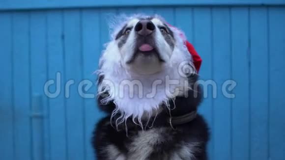 阿拉斯加马拉穆特狗在圣诞老人的帽子蓝色木屋墙背景视频的预览图