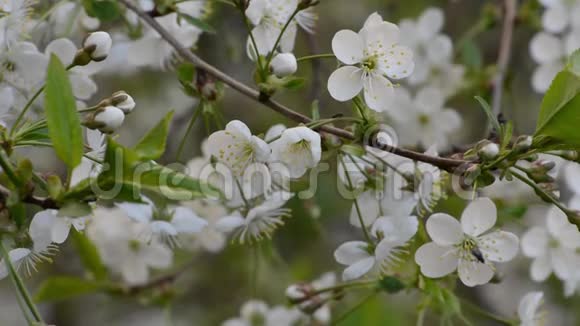 春暖花开的苹果园视频的预览图