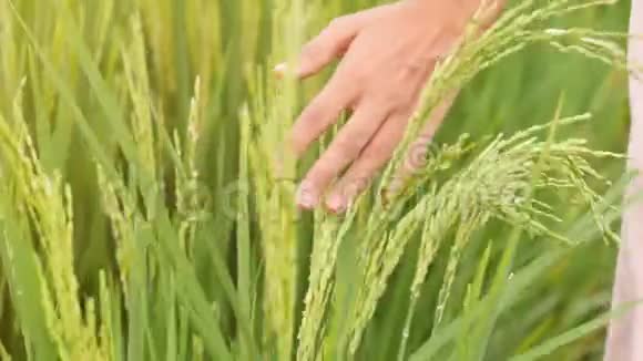 在稻田里女人手在风中摆弄稻穗4K慢动作印度尼西亚巴厘视频的预览图