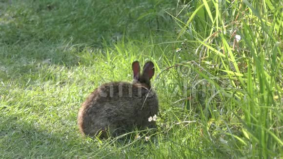 佛罗里达草原的沼泽兔饲料视频的预览图