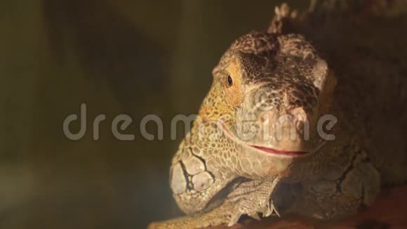 黄色鬣蜥的肖像视频的预览图
