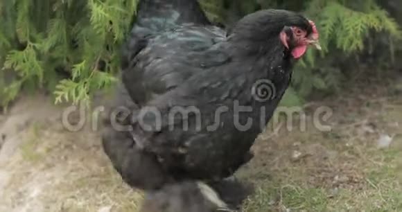 靠近树的院子里的鸡村里的黑鸡视频的预览图