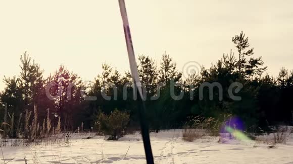 日落时越野滑雪一个人在冬天的森林里滑雪视频的预览图