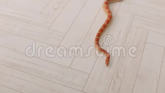 橙色的蛇慢慢地在地板上滑行视频的预览图