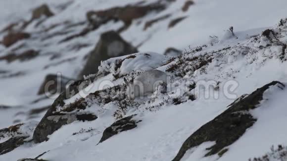 苏格兰凯恩戈姆国家公园的山野兔莱珀斯胆小在积雪的山坡上吃东西抓东西视频的预览图