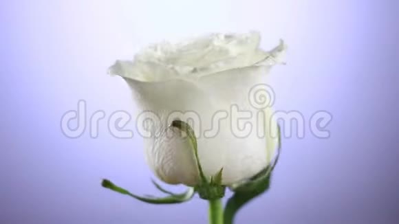 白色玫瑰花旋转特写背景爱的象征情人节卡片设计视频的预览图