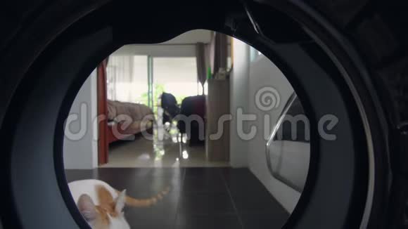 有趣的好奇猫嗅探洗衣机从里面看家务及责任概念视频的预览图