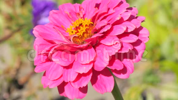 粉红大丽花和蜜蜂视频的预览图