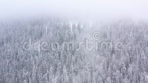 飞越暴风雪的雪山针叶林多雾不友好的冬季天气以不同的速度拍摄视频的预览图