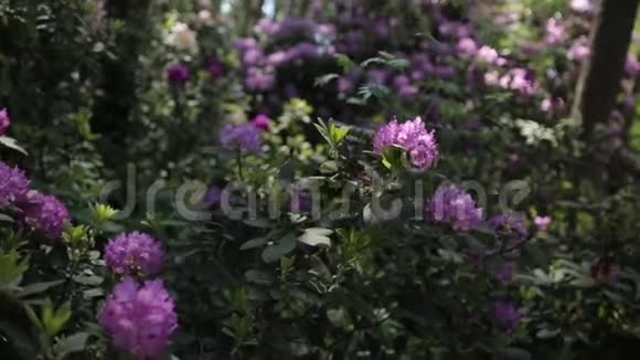 紫罗兰的花和绿叶在风中摇曳视频的预览图