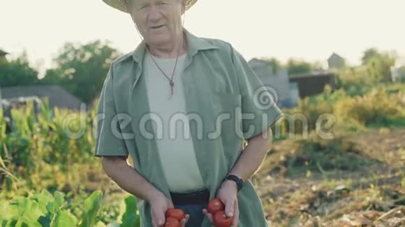 幸福的老农的画像展示了手中的西红柿视频的预览图