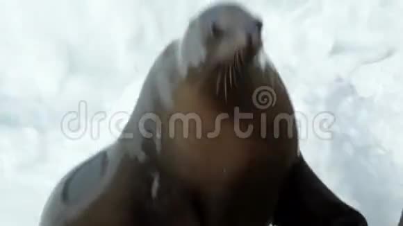 在美丽的一天海狮从水中爬出来海浪在它的后面撞击视频的预览图