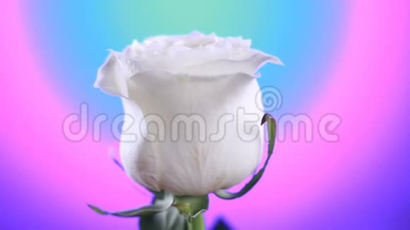 白色玫瑰花旋转特写美丽背景爱的象征情人节卡片设计视频的预览图