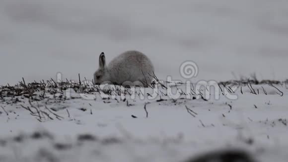 苏格兰凯恩戈姆国家公园的山野兔莱珀斯胆小在积雪的山坡上吃东西抓东西视频的预览图
