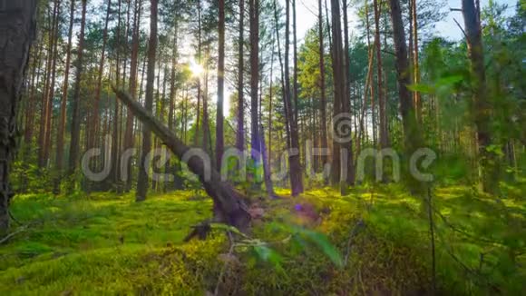 夏日神奇森林中的日落时光流逝用起重机拍摄视频的预览图