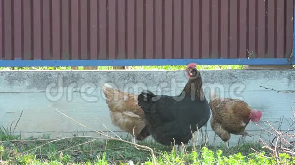 红母鸡和黑公鸡正走在草地上挖虫子捕食它们的羽毛视频的预览图