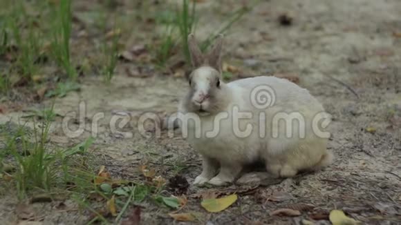 小白兔飞视频的预览图