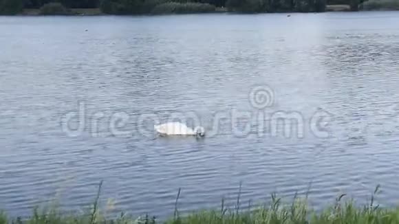 一家白天鹅父母带着天鹅在湖边视频的预览图