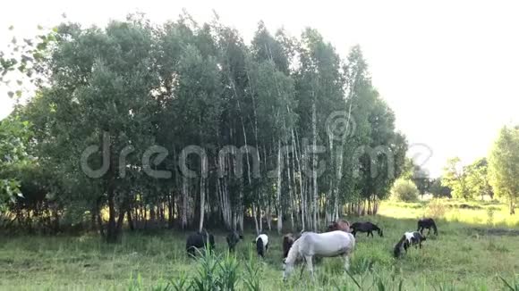 马走在绿色的田野上一匹种马在草地上放牧视频的预览图