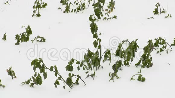雪下的绿色植物视频的预览图