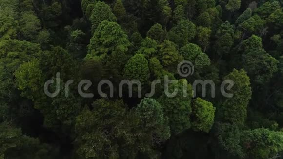 布萨科宫公园树顶上的景色视频的预览图