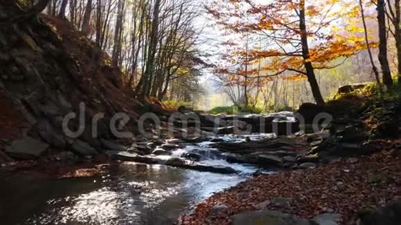 森林中有瀑布的山河阳光在河上闪烁视频的预览图