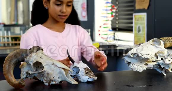 女孩检查动物骨架4K视频的预览图