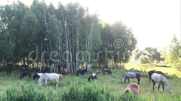 马走在绿色的田野上一匹种马在草地上放牧视频的预览图