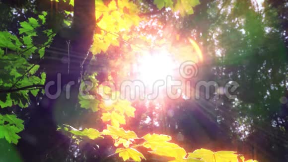 早晨在森林里阳光透过树木视频的预览图