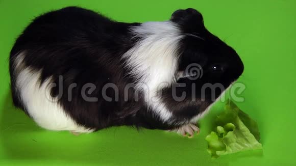 有趣的五颜六色的豚鼠坐在绿色屏幕上吃绿色沙拉视频的预览图