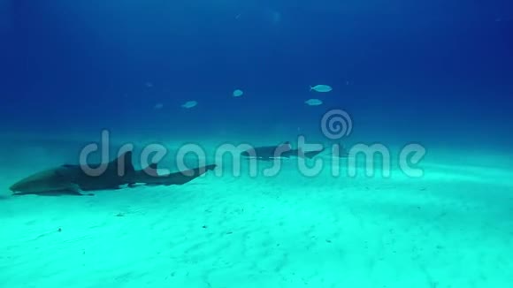 牛鲨与潜水员水下虎滩巴哈马沙视频的预览图