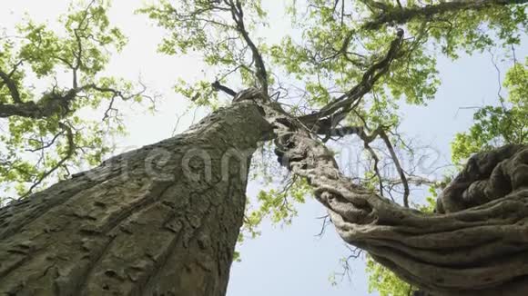 令人难以置信的扭曲树在国家公园奇特万尼泊尔视频的预览图