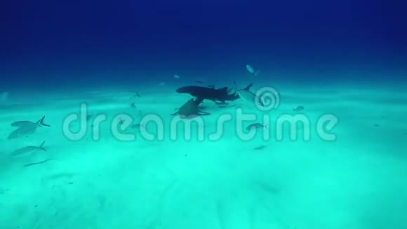 牛鲨和潜水员在老虎海滩巴哈马沙视频的预览图