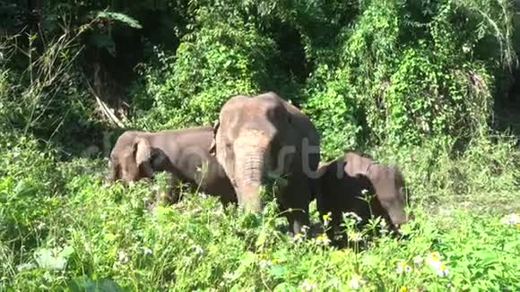 亚洲大象ElephasMaximus是一种大型哺乳动物视频的预览图
