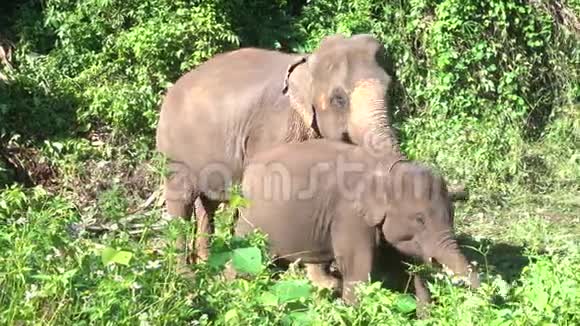 亚洲大象ElephasMaximus是一种大型哺乳动物视频的预览图