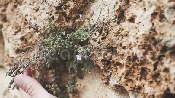 全景摄像机有植物花和手的老墙的纹理的生活理念视频的预览图