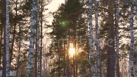 美丽的阳光穿过冬天森林里的树木冬天的太阳在森林里阳光照耀在树后视频的预览图