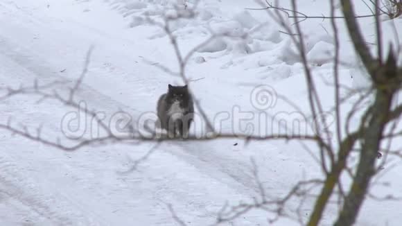 大灰猫在雪地里过冬那只猫沿着马路跑视频的预览图