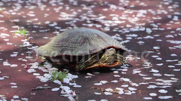 海龟喜欢春天落下的粉红色樱花花瓣视频的预览图