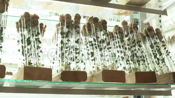 雄性手中有植物的试管视频的预览图
