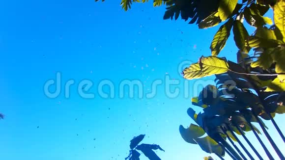 蜜蜂群落与蓝天的缓慢运动视频的预览图