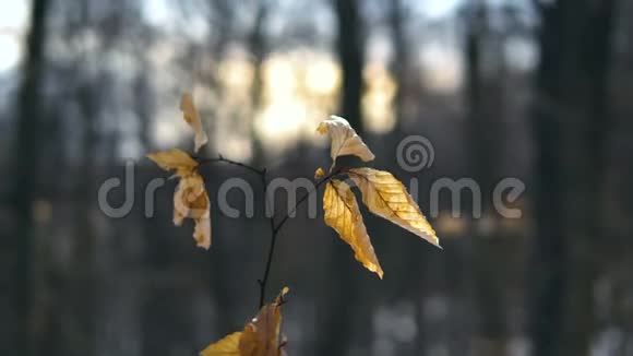 干燥的叶子挂在冬天森林的树上视频的预览图