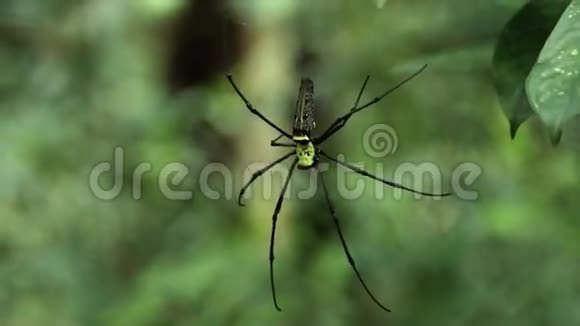 黑色和黄色的大蜘蛛视频的预览图
