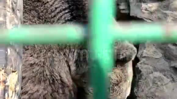 可怜的棕熊生活在笼子里在动物园的酒吧后面监狱里栅栏后面的悲伤熊圈养的动物康塞普视频的预览图