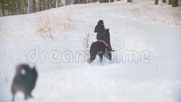 职业骑手长发女性骑着黑色的马穿过冬季森林的漂流视频的预览图