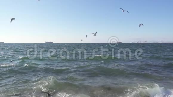 一群海鸥盘旋在海岸的慢潮上视频的预览图