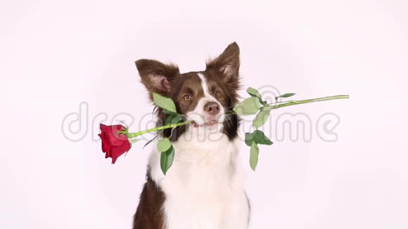 边境牧羊犬的肖像嘴里放着红玫瑰视频的预览图