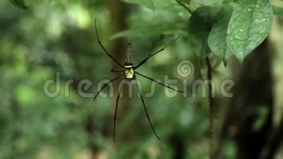 黑色和黄色的大蜘蛛视频的预览图